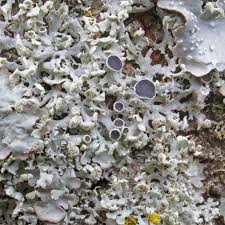 Attēlu rezultāti vaicājumam “Physcia tenella”