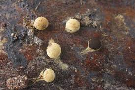 Attēlu rezultāti vaicājumam “Didymium serpula spores”