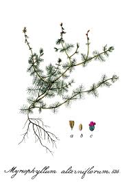 Attēlu rezultāti vaicājumam “Myriophyllum alterniflorum”