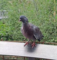 Attēlu rezultāti vaicājumam “Columba palumbus adult”