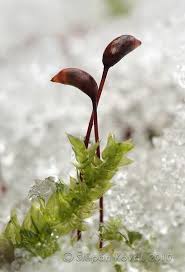 Attēlu rezultāti vaicājumam “Sciuro-hypnum curtum”