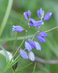 Attēlu rezultāti vaicājumam “Polygala vulgaris”
