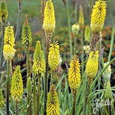 Attēlu rezultāti vaicājumam “Centaurea phrygia bud”