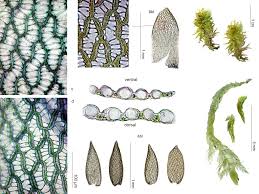 Attēlu rezultāti vaicājumam “Sphagnum tenellum”