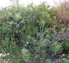 Attēlu rezultāti vaicājumam “Salix daphnoides”