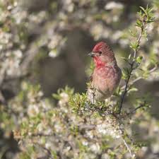 Attēlu rezultāti vaicājumam “Carpodacus erythrinus adult”