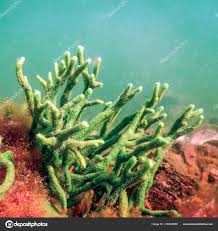 Attēlu rezultāti vaicājumam “Spongilla lacustris”