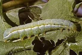 Attēlu rezultāti vaicājumam “Amphipyra livida”