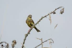 Image result for Emberiza cirlus