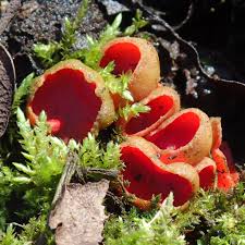 Attēlu rezultāti vaicājumam “Sarcoscypha austriaca”