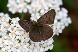 Attēlu rezultāti vaicājumam “Lycaena tityrus underside”