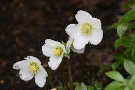 Attēlu rezultāti vaicājumam “Helleborus niger flower”