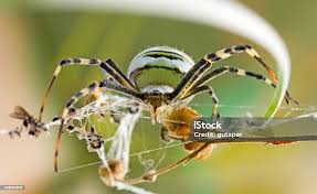 Attēlu rezultāti vaicājumam “Argiope bruennichi female”
