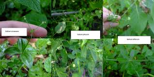 Attēlu rezultāti vaicājumam “Galium triflorum leaf”