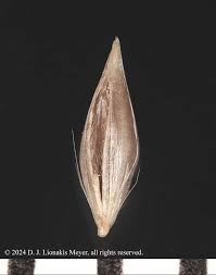 Attēlu rezultāti vaicājumam “Holcus lanatus”