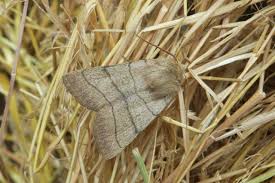 Attēlu rezultāti vaicājumam “Charanyca trigrammica”