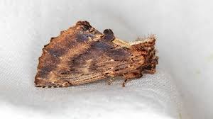 Attēlu rezultāti vaicājumam “Ptilodon capucina imago”