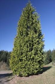 Attēlu rezultāti vaicājumam “Thuja plicata”