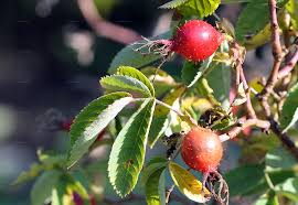 Attēlu rezultāti vaicājumam “Rosa villosa”