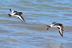 Attēlu rezultāti vaicājumam “Haematopus ostralegus”