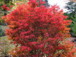 Attēlu rezultāti vaicājumam “Enkianthus campanulatus”