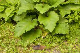 Attēlu rezultāti vaicājumam “Arctium lappa”