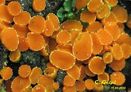 Attēlu rezultāti vaicājumam “Byssonectria fusispora”