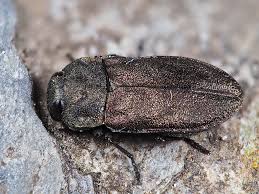 Attēlu rezultāti vaicājumam “Anthaxia quadripunctata”