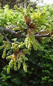 Attēlu rezultāti vaicājumam “Quercus robur fo. pectinata”