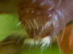 Attēlu rezultāti vaicājumam “Ptenothrix sp.”