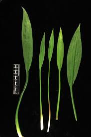 Attēlu rezultāti vaicājumam “Alisma lanceolatum”