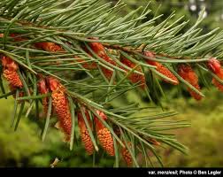 Attēlu rezultāti vaicājumam “Pseudotsuga menziesii fruit”