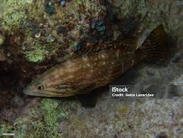 Image result for Mycteroperca rubra