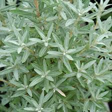 Attēlu rezultāti vaicājumam “Hippophae rhamnoides leaf”