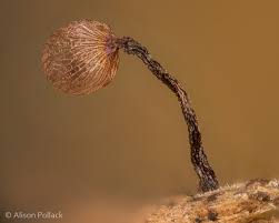 Attēlu rezultāti vaicājumam “Cribraria cancellata”