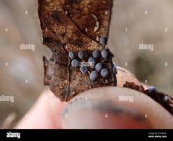 Attēlu rezultāti vaicājumam “Didymium difforme macro”