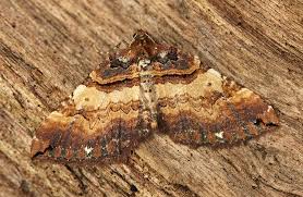 Attēlu rezultāti vaicājumam “Earophila badiata”