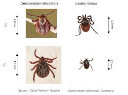 Attēlu rezultāti vaicājumam “Dermacentor reticulatus”