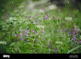 Attēlu rezultāti vaicājumam “Lathyrus vernus bud”