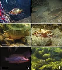 Image result for Lutjanus alexandrei