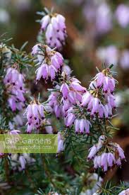 Attēlu rezultāti vaicājumam “Erica x darleyensis flower”