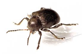 Attēlu rezultāti vaicājumam “Adoxus obscurus”