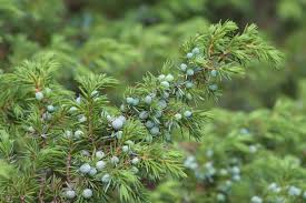 Attēlu rezultāti vaicājumam “Juniperus communis leaf”