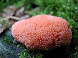 Attēlu rezultāti vaicājumam “Tubifera sp.”