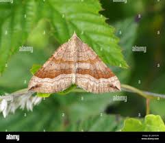 Attēlu rezultāti vaicājumam “Scotopteryx chenopodiata”