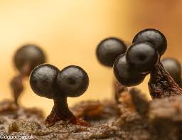 Attēlu rezultāti vaicājumam “Lamproderma violaceum macro”