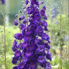 Attēlu rezultāti vaicājumam “Delphinium elatum  flower”