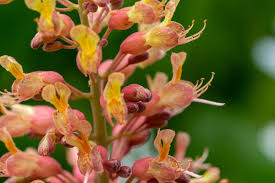 Attēlu rezultāti vaicājumam “Aesculus x hybrida flower”