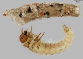 Attēlu rezultāti vaicājumam “Limnephilus larva”