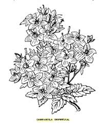 Image result for Campanula isophylla